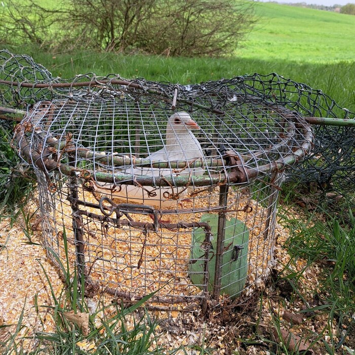 Laut Tom Putzgruber, Obmann von RespekTiere, ist die Falle für Raubvögel wie zum Beispiel Habichte konstruiert, die auf dem Gitter über der Taube landen sollten.