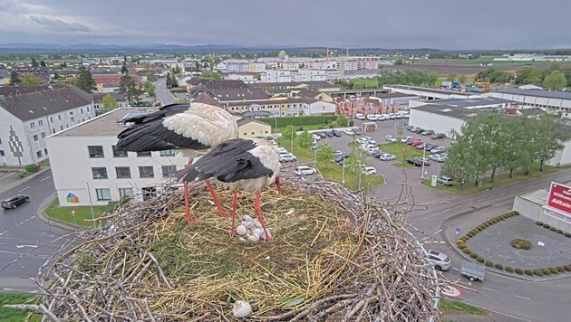 Four chicks have already hatched in Perg. (Bild: ÖBB)