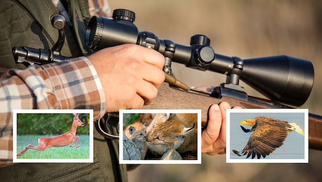 A "SOKO Wald" most az illegális és kegyetlen lövöldözőket veszi célba. (Bild: stock.adobe.com, WWF, Peter Frießer/birdlife, Daniel Scharinger, Krone KREATIV)