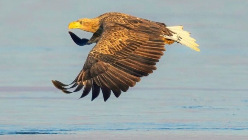 Zuletzt wurde im Nordburgenland ein Seeadler getötet. Auch eine Waldohreule fiel Wilderern zum Opfer. (Bild: Peter Frie0er/Birdlife)