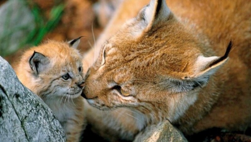 Im Visier der Schützen sind auch Luchse. (Bild: WWF)