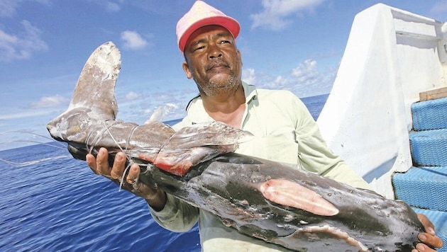 Grausame Praktik – den Haien werden die Flossen abgehackt. (Bild: Greenpeace Alex Hafford)