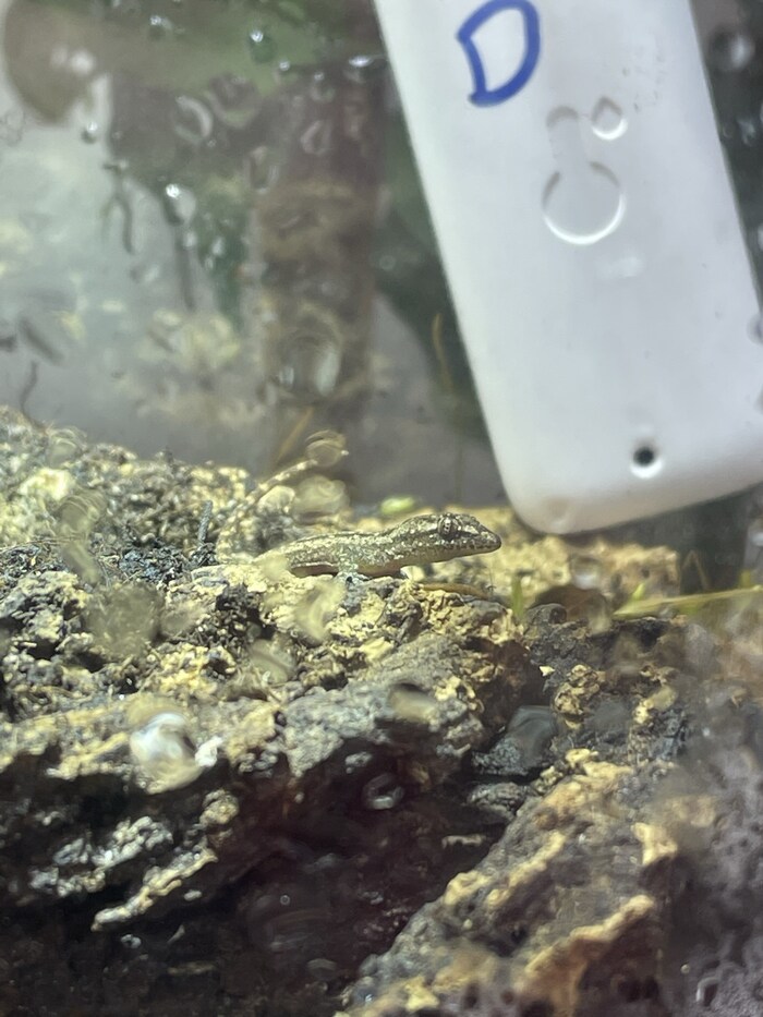 Küçük kertenkele Tierschutz Avusturya'ya sığındı