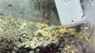 Dieser kleiner Gecko reiste unabsichtlich mit nach Österreich