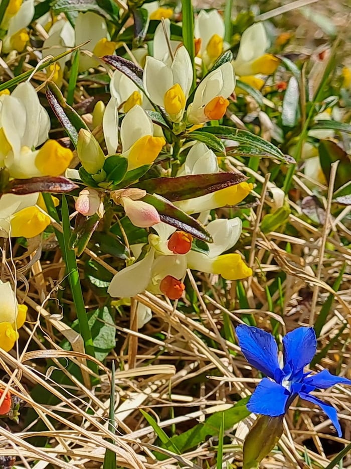 Buchs-Kreuzblume und Frühlingsenzian.