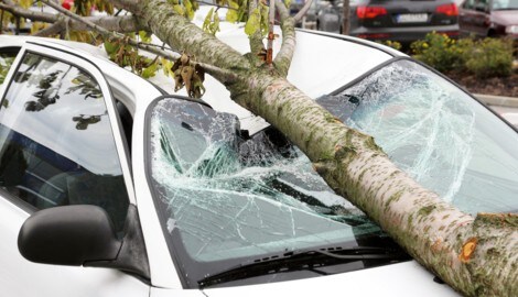 Bisher gab es keine konkrete Regelung für Situationen wie diese. Aus Panik vor der strengen Haftung wurden Bäume vorsorglich übereilt geschnitten und gefällt. Damit soll künftig Schluss sein. (Bild: stock.adobe.co – santiago silver)