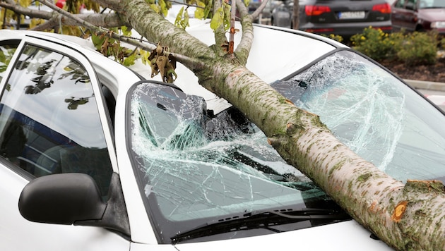 Until now, there has been no specific regulation for situations like this. Out of panic about the strict liability, trees were hastily cut and felled as a precaution. This should stop in future. (Bild: stock.adobe.co – santiago silver)