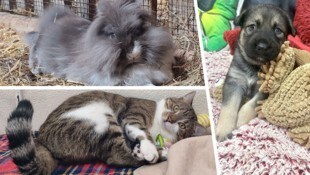 (Bild: Tierheim Linz, Pfotenhilfe Lochen, Krone KREATIV)