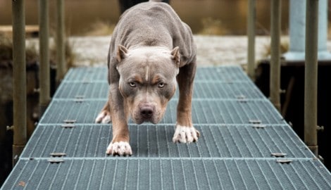 Der American Pit Bull Terrier gilt als einer der sechs sogenannten Listenhunde und wird als gefährlich eingestuft. (Bild: Luxorpics - stock.adobe.com)