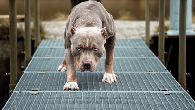 Az amerikai pitbull terrier a hat úgynevezett listás kutya egyike, és veszélyesnek minősül. (Bild: Luxorpics - stock.adobe.com)