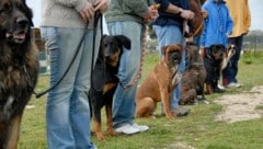 Hundetraining ist wichtig, aber Gewalt hat da keinen Platz. (Bild: cynoclub - stock.adobe.com)