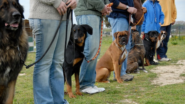 Hundetraining ist wichtig, aber Gewalt hat da keinen Platz. (Bild: cynoclub - stock.adobe.com)