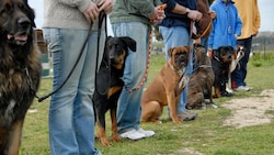 Hundetraining ist wichtig, aber Gewalt hat da keinen Platz. (Bild: cynoclub - stock.adobe.com)