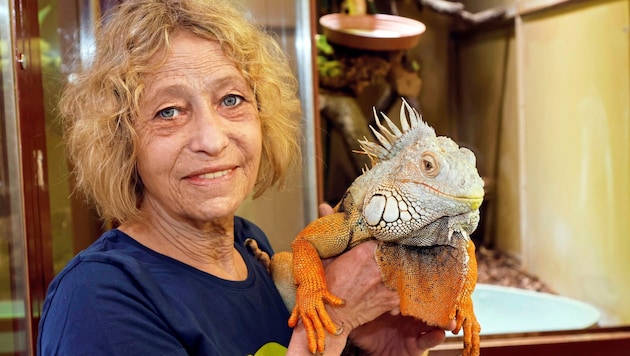 "For the good of the animals, we are hoping for a speedy relocation", Judith Kastenmeier with iguana Isidor. (Bild: Klemens Groh)