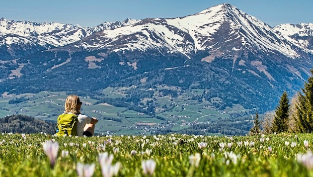 On the ascent to the summit, we hike across flowering crocus meadows and enjoy the view of a "mountain personality" in the Murau region, the Greim at 2474 m. (Bild: Weges)