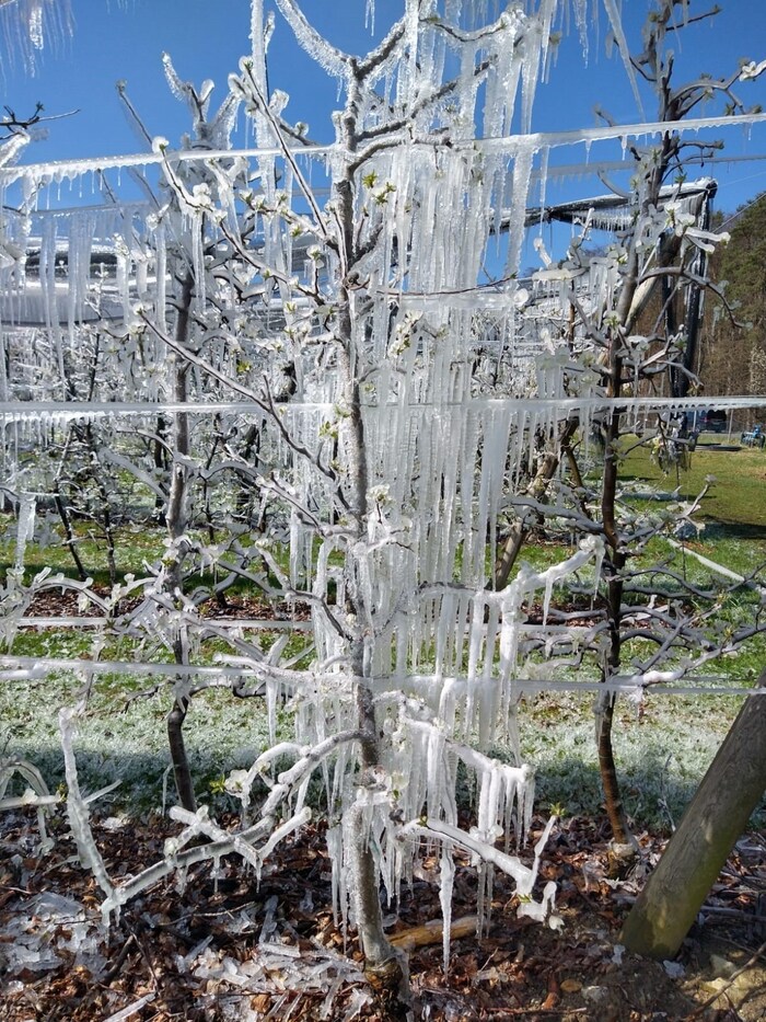Obstbäume werden in Frostnächten zum Schutz vor Minusgraden beregnet.