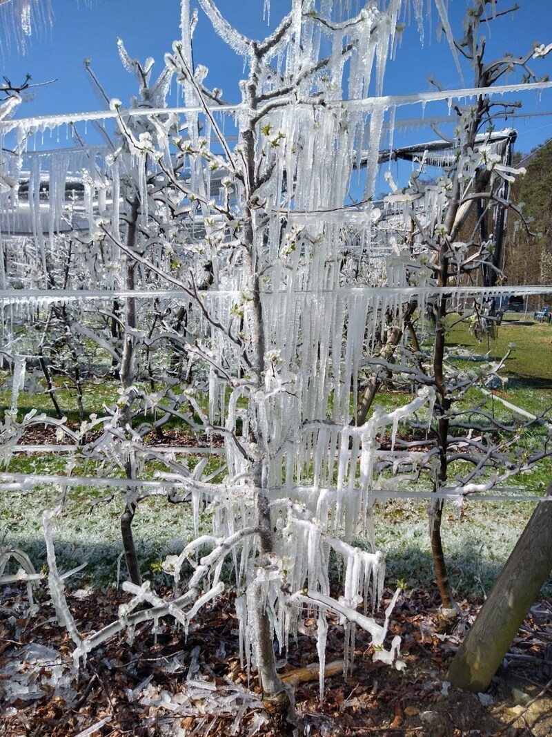 Obstbäume werden in Frostnächten zum Schutz vor Minusgraden beregnet. (Bild: Landwirtschaftskammer Steiermark)