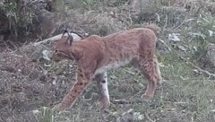 Willkommen in deiner neuen Waldheimat, lieber „Janosch“. Der Luchs war aus dem Norden nach Waidhofen eingewandert. (Bild: zVg)