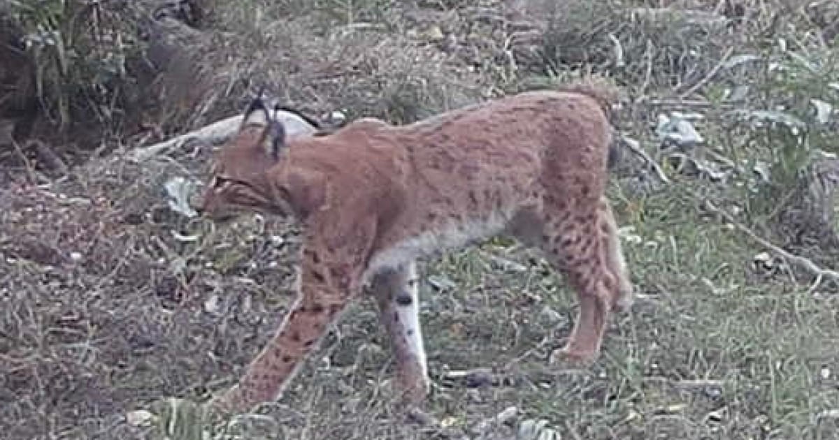 New Home - Lynx “janosch” Has Now Moved To The Waldviertel Region 