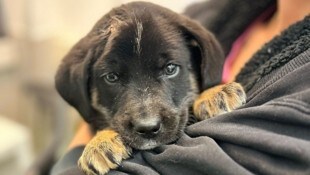 Welpe „Finn“ wurde von der Arche Noah gerettet.