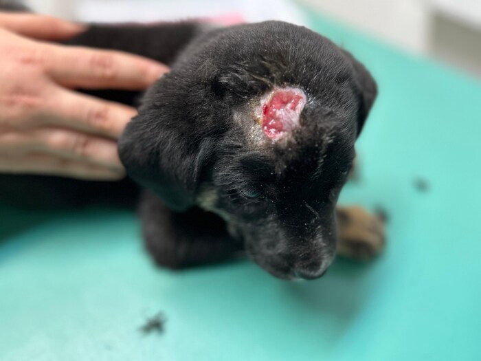 „Finn“ hatte einen entzündeten Abszess am Kopf.