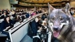 Die Mitglieder des Ausschusses der Regionen in Brüssel stimmten ab, ob es bald weniger Schutz für den Wolf geben soll. (Bild: Clara Milena Steiner, Scharinger Daniel, Krone KREATIV)