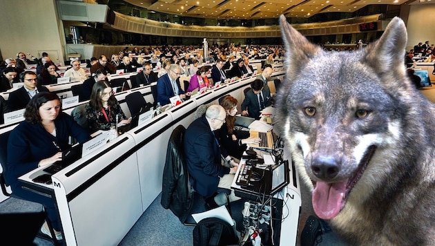 A brüsszeli Régiók Bizottságának tagjai arról szavaztak, hogy hamarosan kevesebb védelmet kell-e biztosítani a farkasok számára. (Bild: Clara Milena Steiner, Scharinger Daniel, Krone KREATIV)