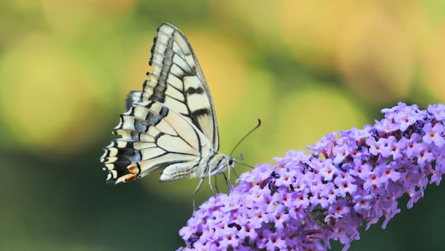 Immer weniger Schmetterlinge flattern durch Vorarlberg. (Bild: krone.at / Leserreporterin Waltraud U.)