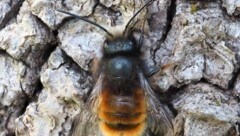 Derzeit haben es die Bienen nicht leicht. Die deutlich zu kühlen Temperaturen machen den nützlichen Insekten zu schaffen. (Bild: Greenpeace)