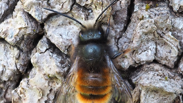 The bees are not having an easy time at the moment. The much too cold temperatures are causing the beneficial insects problems. (Bild: Greenpeace)