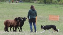 Die besten Hundehalter Europas trafen einander in Unterfrauenhaid. (Bild: Judt Reinhard)