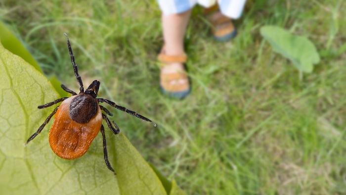 Ticks feel most comfortable close to the ground.