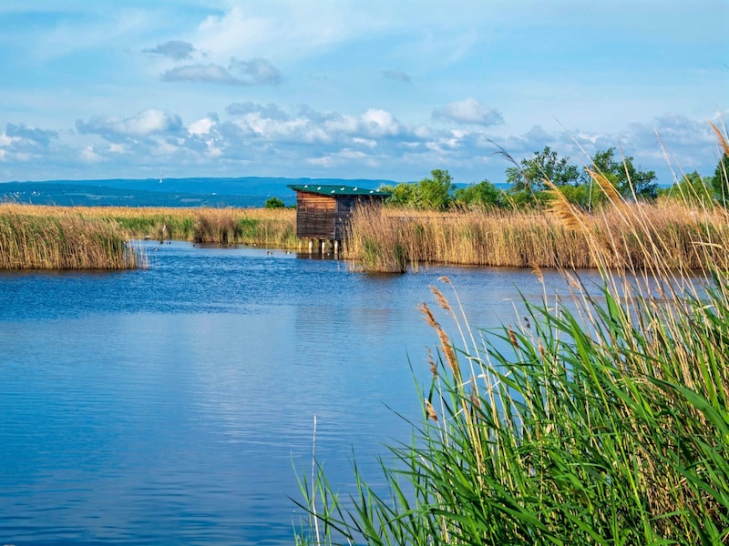 Der Neusiedler See hat sich wieder gut erholt, wie dieses aktuelle Beweisfoto aus Illmitz zeigt. (Bild: Charlotte Titz)