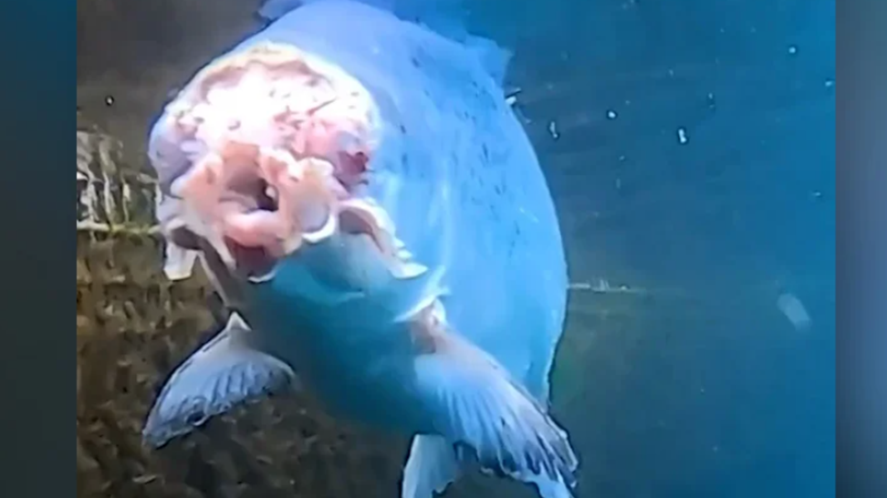 Tabağımıza gelen somon balığı böyle mi görünüyor? Hayvan hakları aktivistleri dehşete düştü! (Bild: Instagram@veigagretarsdottir, Facebook@Björk)