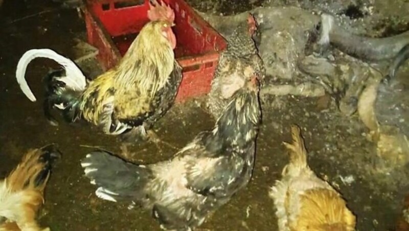 Der Landwirt hielt unter anderem Hühner in einem ungeeigneten Stall. (Bild: zVg)