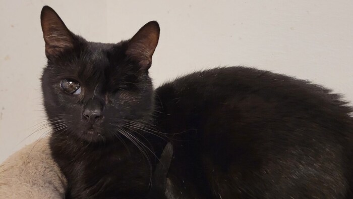Katze Mica Nova – 3 Jahre alt – kann sich trotz ihrer Sehbehinderung gut orientieren.