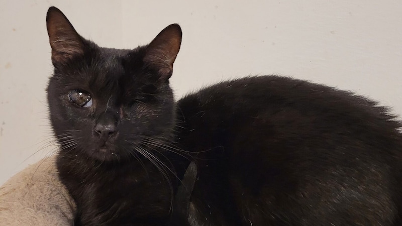 Katze Mica Nova – 3 Jahre alt – kann sich trotz ihrer Sehbehinderung gut orientieren. (Bild: zVg)
