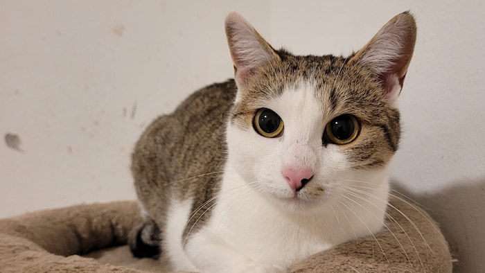 Katze Porshe ist zwei Jahre alt.