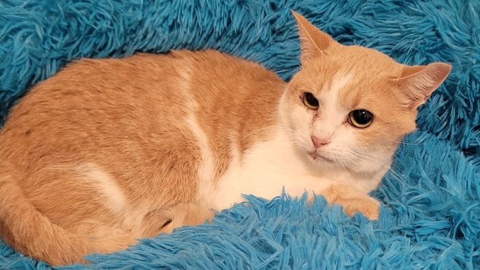 Kater Buffy wurde am 17. April 2016 geboren.