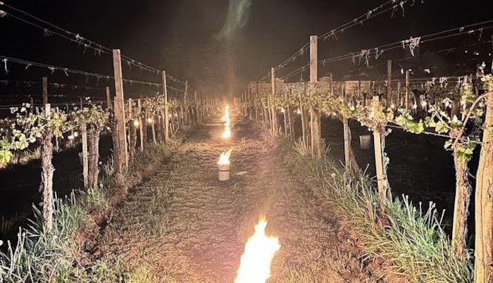 Frostkerzen sollen die Reben schützen 