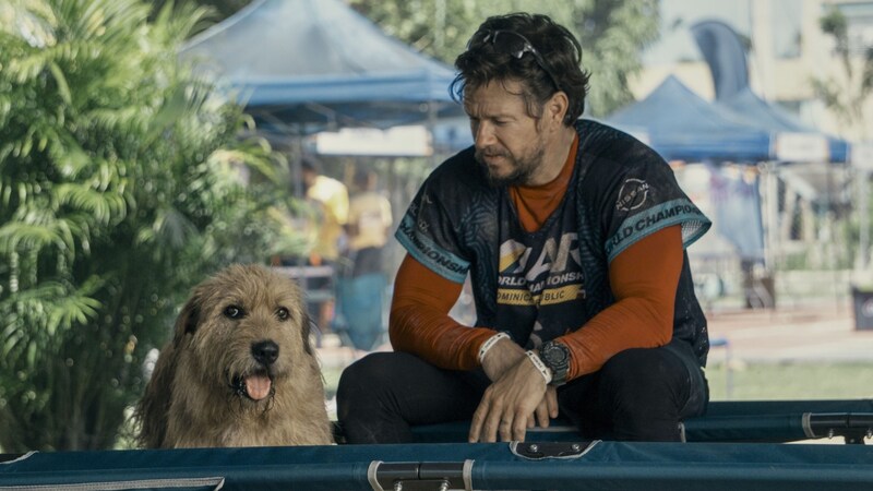 Als Michael (Mark Wahlberg) dem Straßenhund einen Happen Fleisch zuwirft, folgt dieser ihm. (Bild: © 2024 LEONINE)