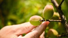 Die kleinen Früchte halten nur rund ein Grad unter Null aus, bevor sie platzen  (Bild: Wenzel Markus)