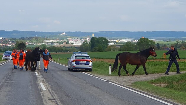 Joint animal rescue: Police officers Kevin Zimmermann and René Litschauer, employees of the road maintenance department and caretakers of the horses led the animals back to the paddock in front of the Horn "skyline". (Bild: Polizei Bezirk Horn)