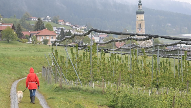 Im Inntal rund um Innsbruck sind die meisten Obstkulturen bisher verschont geblieben. (Bild: Birbaumer Christof)
