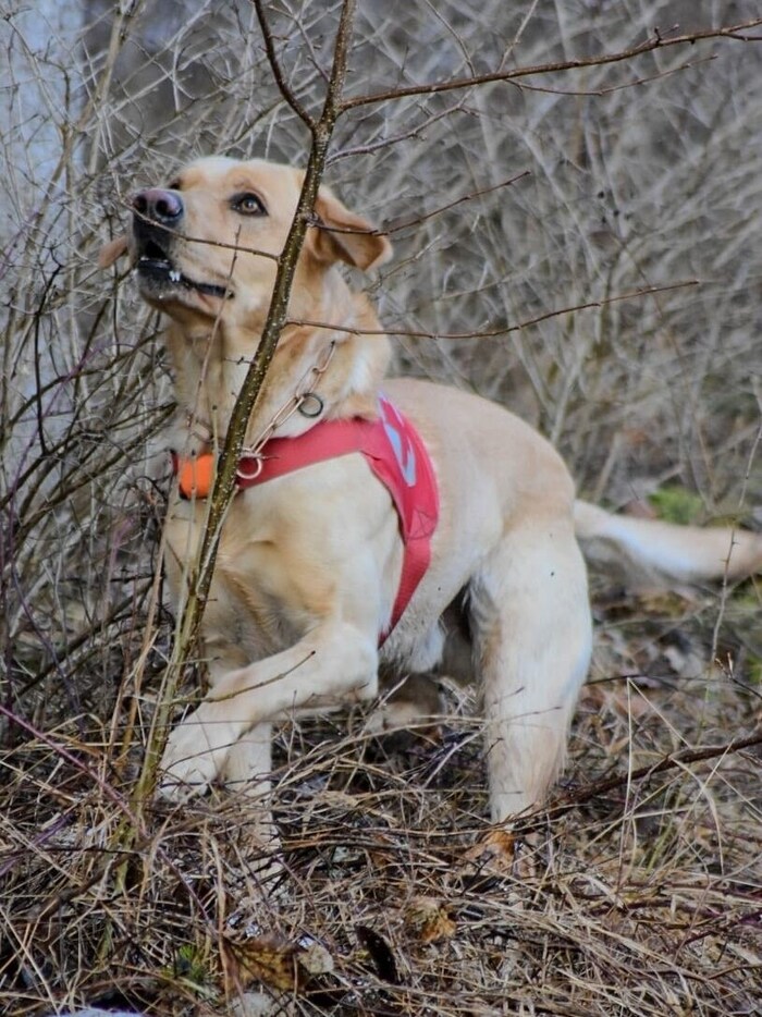 Einer der eifrigen Suchhunde