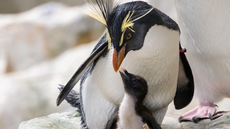 Felsenpinguine: Der jüngste Nachwuchs im Tiergarten Schönbrunn ist am 31. März 24 geschlüpft. (Bild: DANIEL ZUPANC)