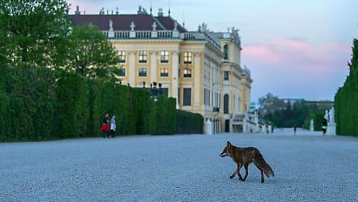 Ein Fuchs in der Parkanlage vor dem Schloss Schönbrunn.