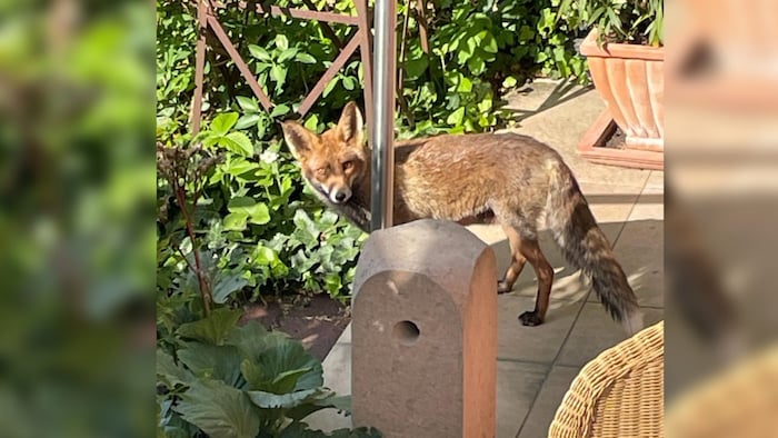 Der Fuchs ist seit Jahren regelmäßiger Besucher vom Tierfreund Rene M.