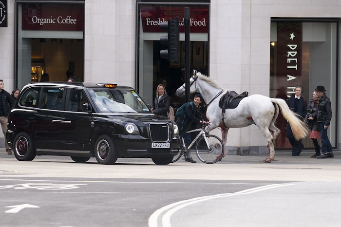 Ein weiteres Foto zeigte, wie eines der Tiere mit einem Taxi zusammenstieß.