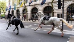 Auf Bildern war zu sehen, wie ein dunkles und ein weißes Pferd mit Sattel und Zaumzeug, aber ohne Reiter, durch eine Straße im Londoner West End liefen. (Bild: PA)